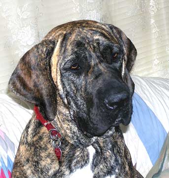 FILA BRASILEIRO 